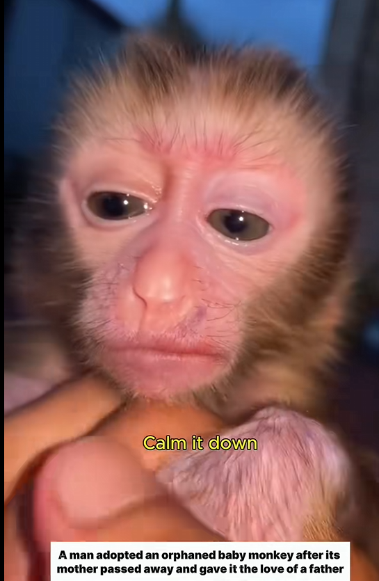 M1303005_A poor baby monkey lost its mom #monkey #lovestory❤️ #wildanimals #rescueanimals #loveanimals_part2
