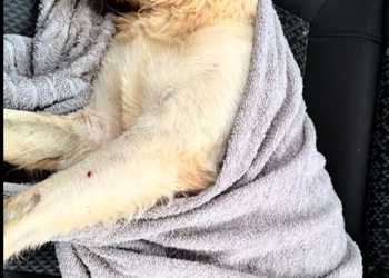 M1303003_Uma nova chance para o Rosalino 🐾 Mês passado trouxemos o caso do Rosalino, que foi covardemente at_part2