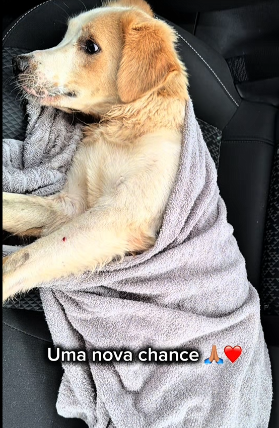 M1303003_Uma nova chance para o Rosalino 🐾 Mês passado trouxemos o caso do Rosalino, que foi covardemente at_part2