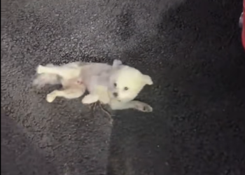 B1303022_I saved a bullied puppy and adopted her, but unexpectedly she gave birth to a baby#rescue #dog #baby_part2