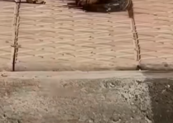 M0203017_A stray dog ​​gave birth to her puppies on the street, and then…#dog #rescue #animalrescue #usa #f_part2