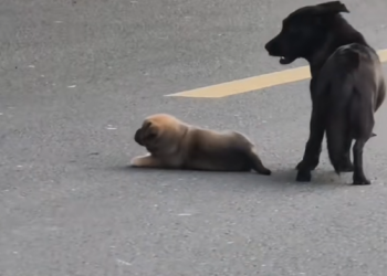 M1203007_The mother dog’s puppies were gradually adopted by people, but this great mother could not bear to p_part2