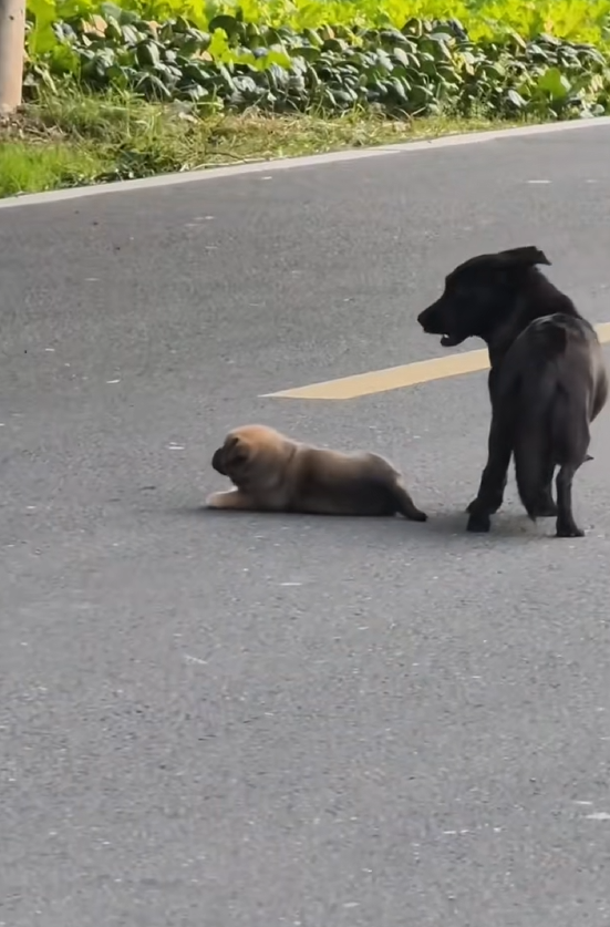 M1203007_The mother dog’s puppies were gradually adopted by people, but this great mother could not bear to p_part2