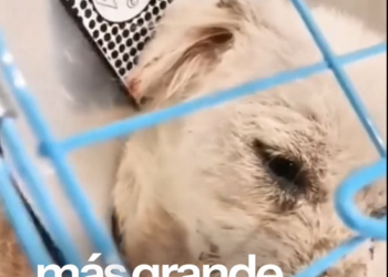 B1303044_reactions ESTABA ABONDONADO PER_part2