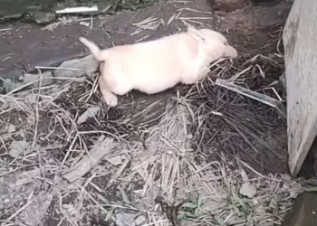 M1603014_#dog #dogsoftiktok #poordog #rescuedog #animals #viralvideo_part2