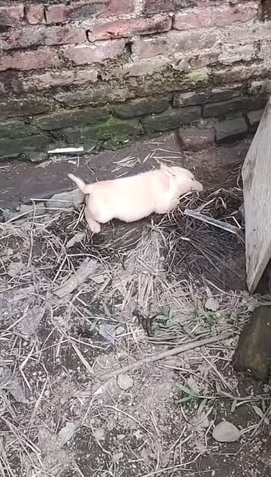 M1603014_#dog #dogsoftiktok #poordog #rescuedog #animals #viralvideo_part2