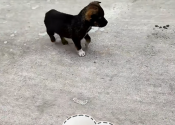 M1603013_I saved a mother dog with an injured leg.#rescue #animals #dog_part2