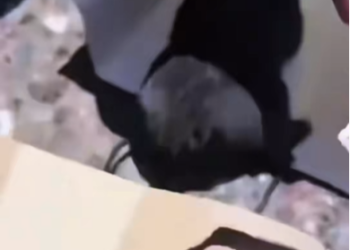 B0803002_Rescue a puppy on the road #rescueanimals #rescue #rescuepuppy #dog #dogsoftiktok_part2