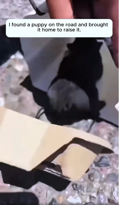 B0803002_Rescue a puppy on the road #rescueanimals #rescue #rescuepuppy #dog #dogsoftiktok_part2