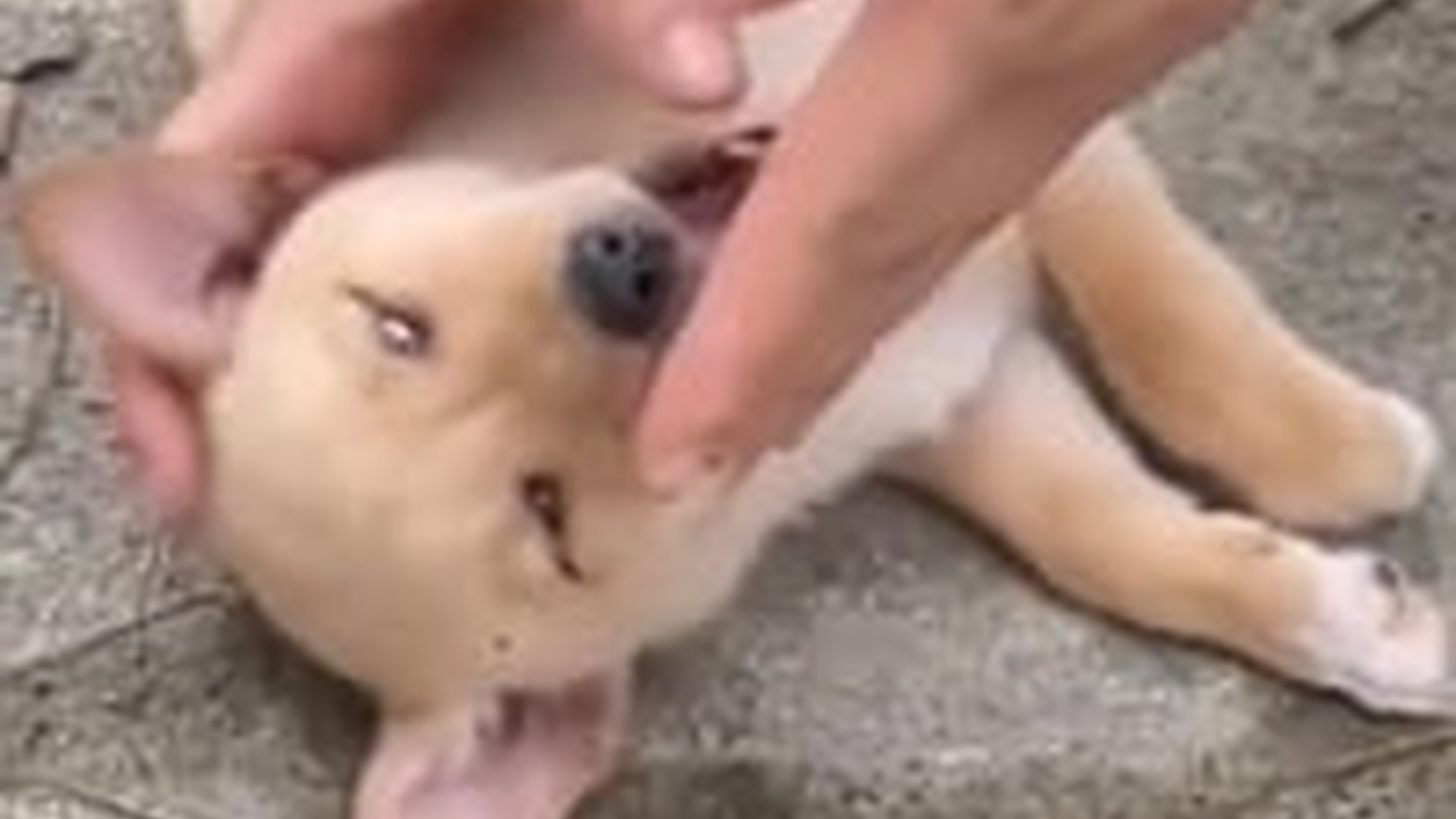 D0604002_Era solo un cachorr_part2