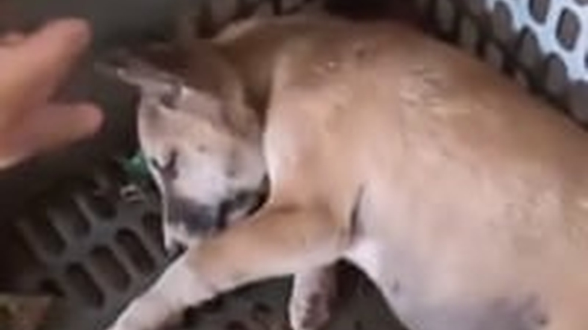 D0604029_Cachorritos sobreviv_part2