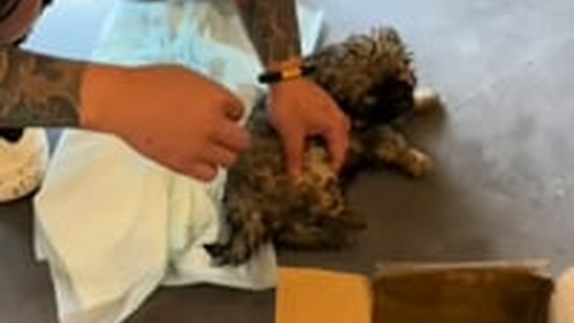 D1504005_parte 455 Rescue of a small abandoned dog with eye problems and from under the car� #puppy #rescue_part2