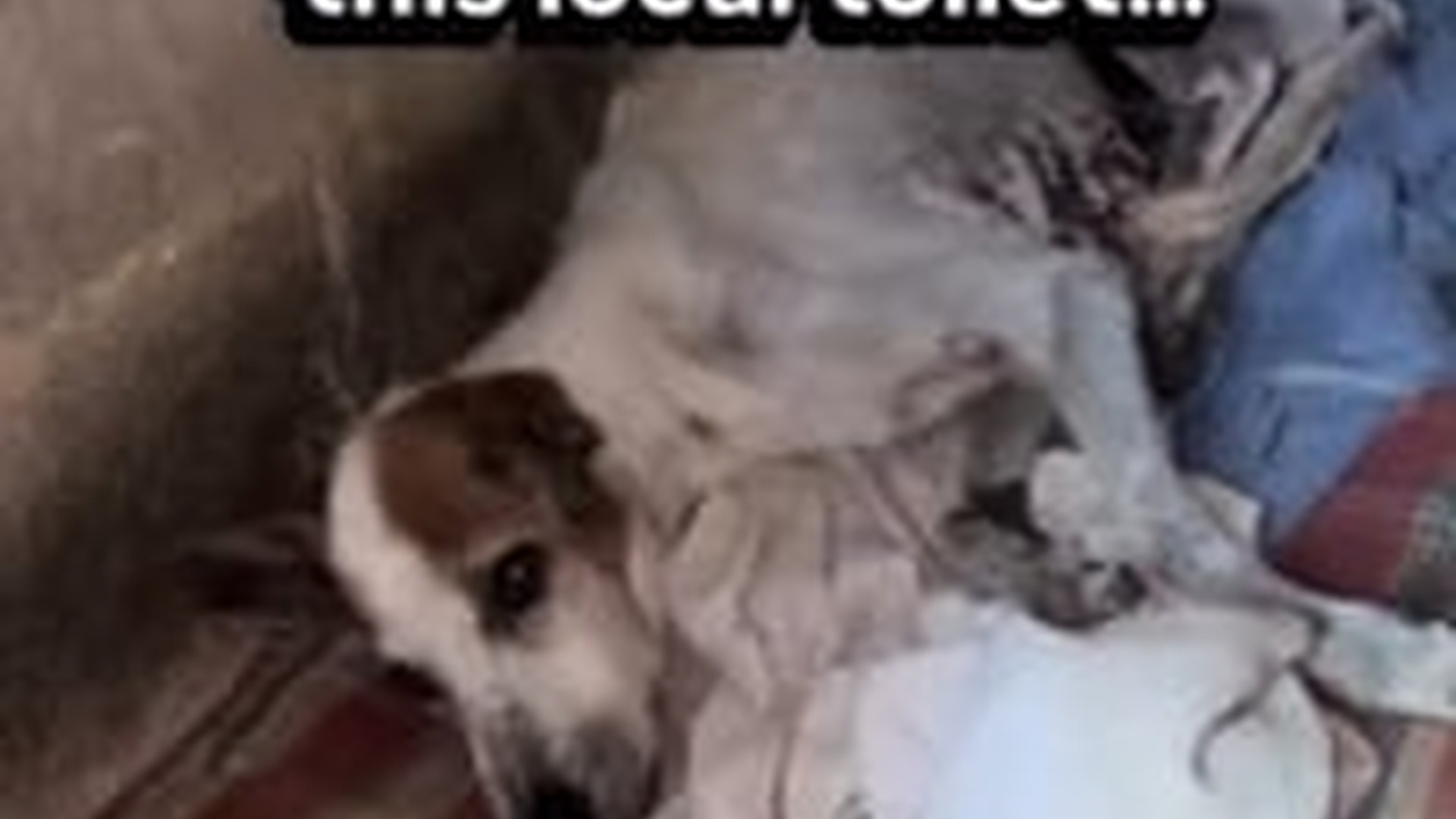 D1504009_#losangeles #uk #london #usa #germany_part2