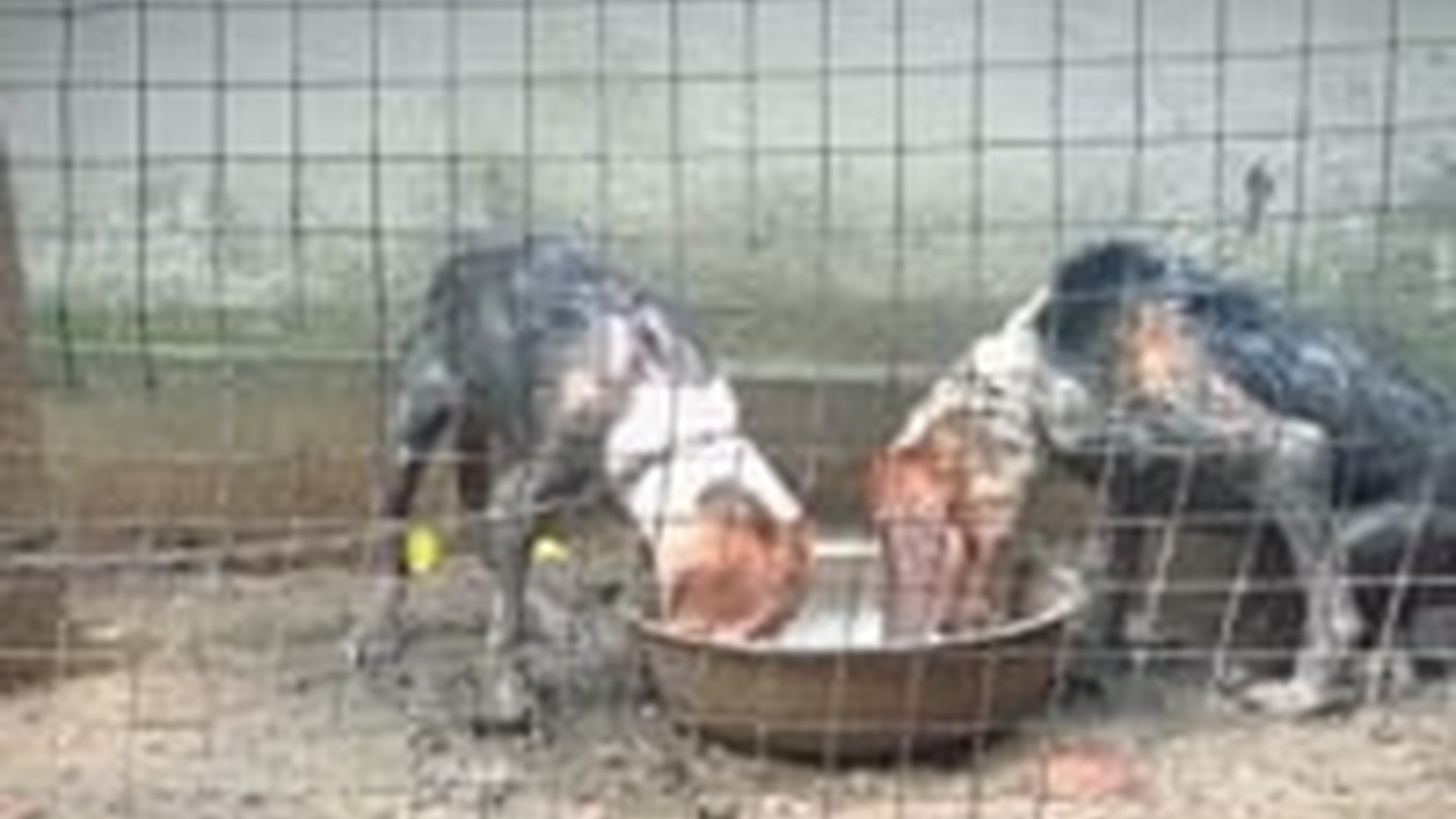 D1504022_Rescuing two dogs tha_part2