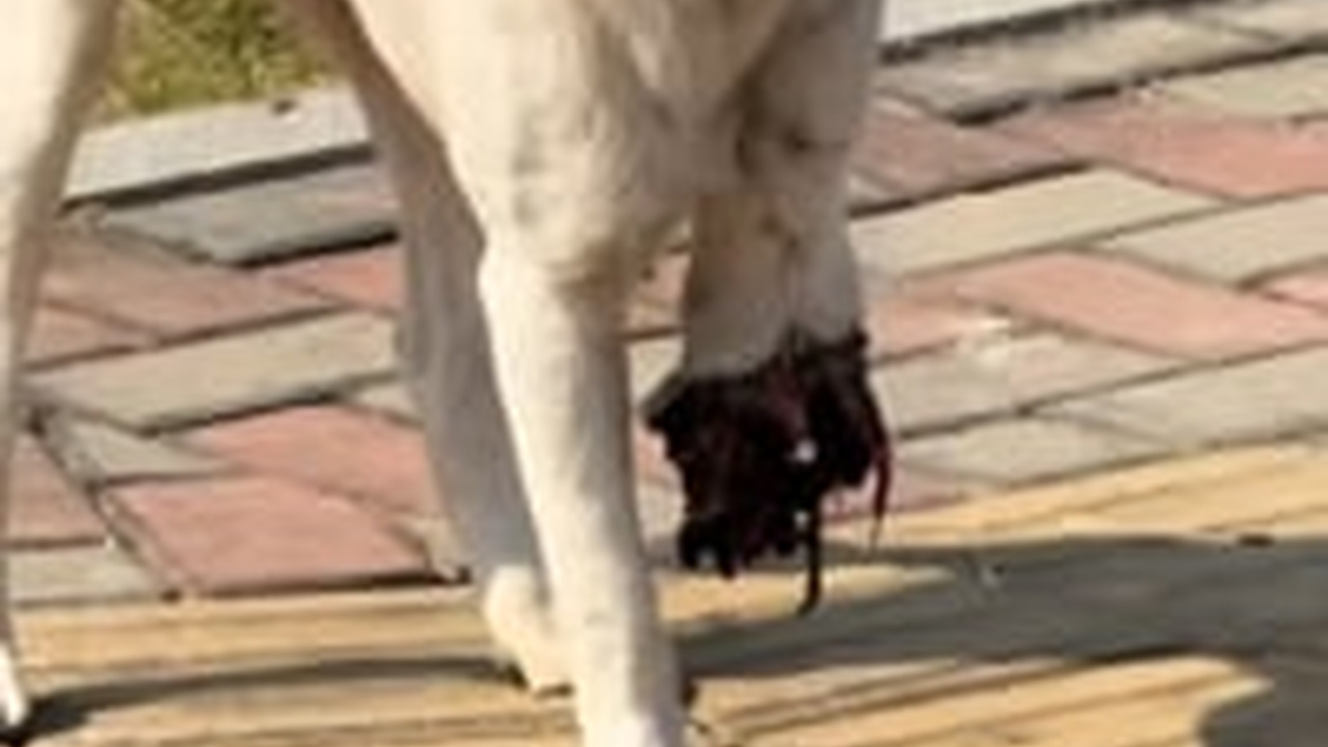 D1504027_We found a pubby with a broken leg, so we decided to help it.#rescue #dog #dogsoftiktok #rescuedog #_part2