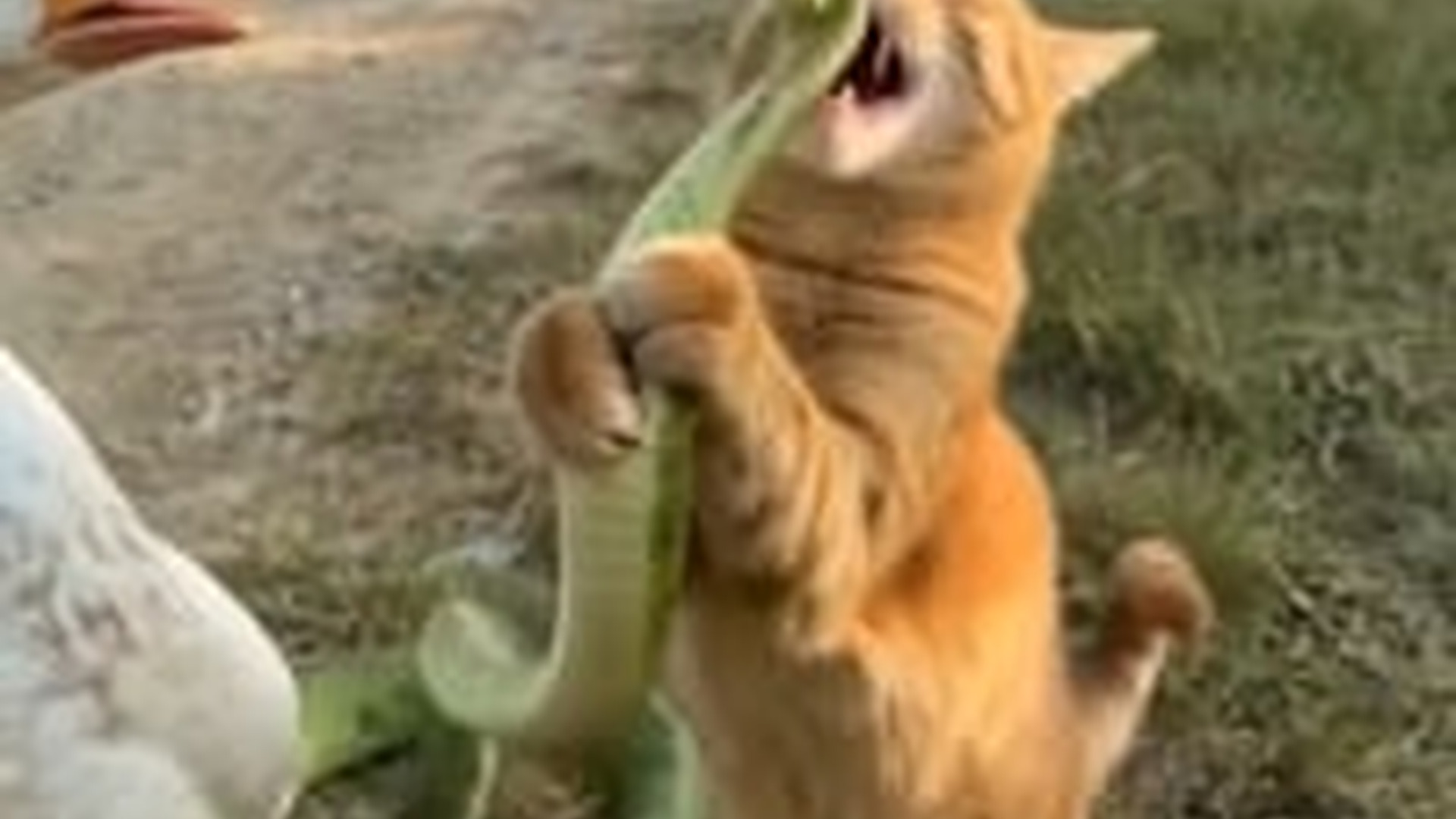 D1504028_To save goose fro_part2