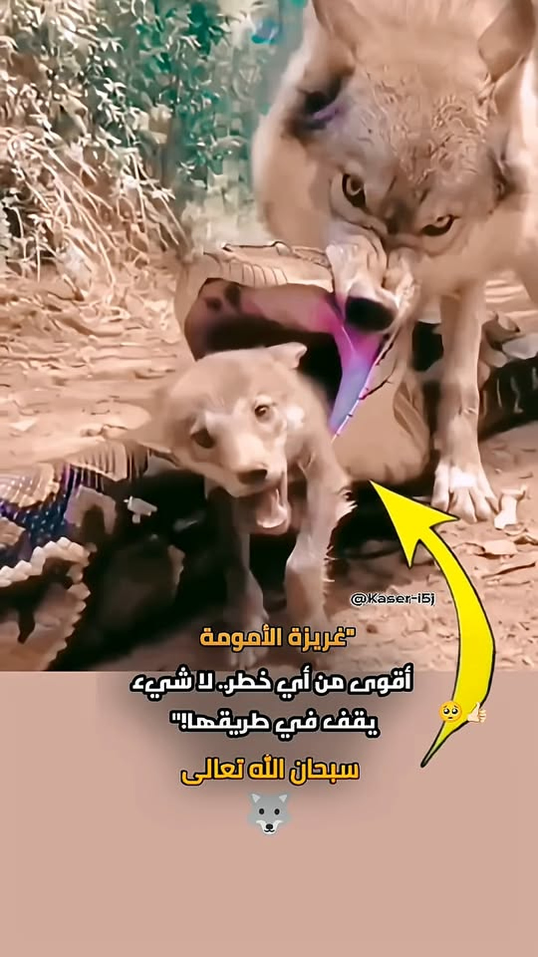 D2005044_Don't mess with a mother's wrath... A wolf saves her cub from a huge snake! 🐺🔥 #animals #wolves #explore #viral #shorts_part2