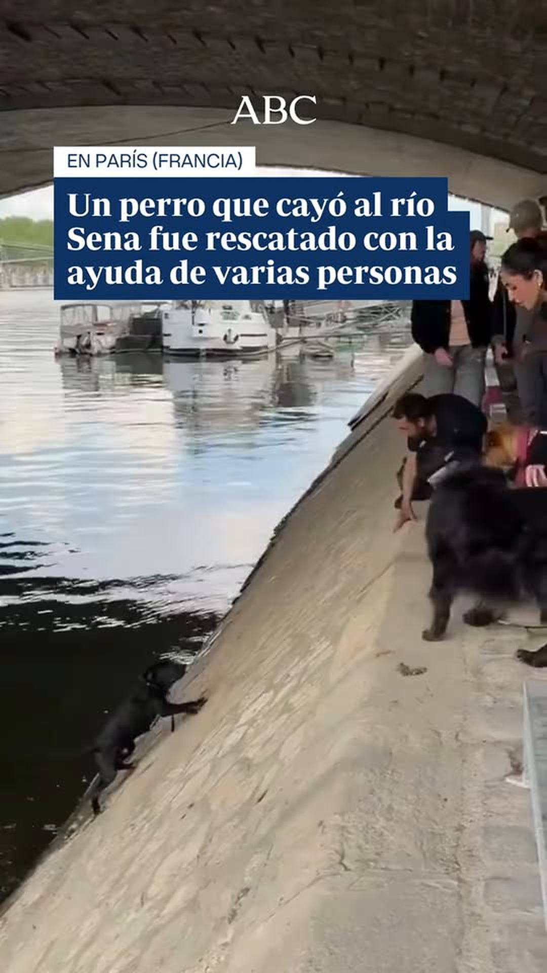 D2005012_🐶❤️Un perro que cayó en el río Sena (París) fue rescatado gracias a la ayuda de su dueño y de vario_part2