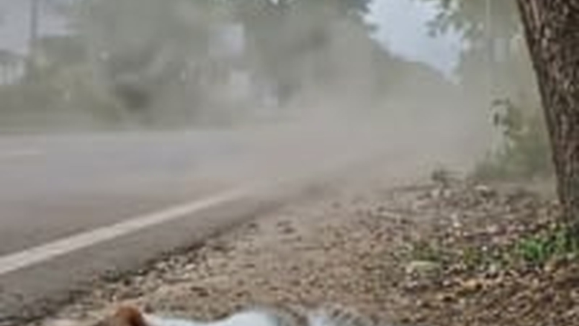 D2305001_He was left to die on roadside ignored by world, attacked by_part2