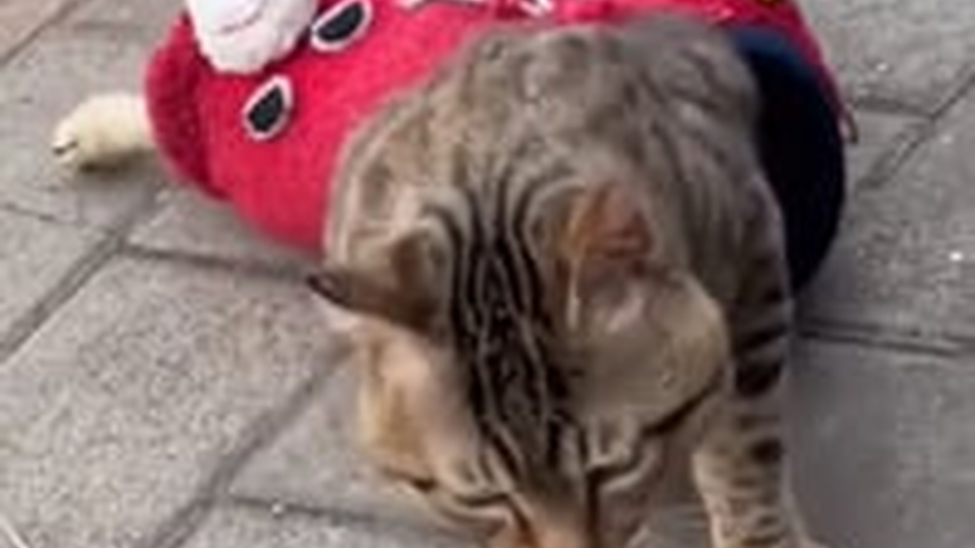 D2305002_Cat sore leg while playing, put on safety harness first #kucatviral_part2