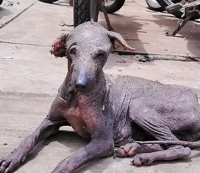 D2005034_Dog with Mange & Skin Disease #shorts #dog_part2