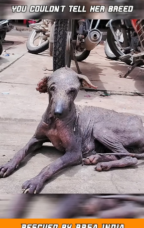 D2005034_Dog with Mange & Skin Disease #shorts #dog_part2