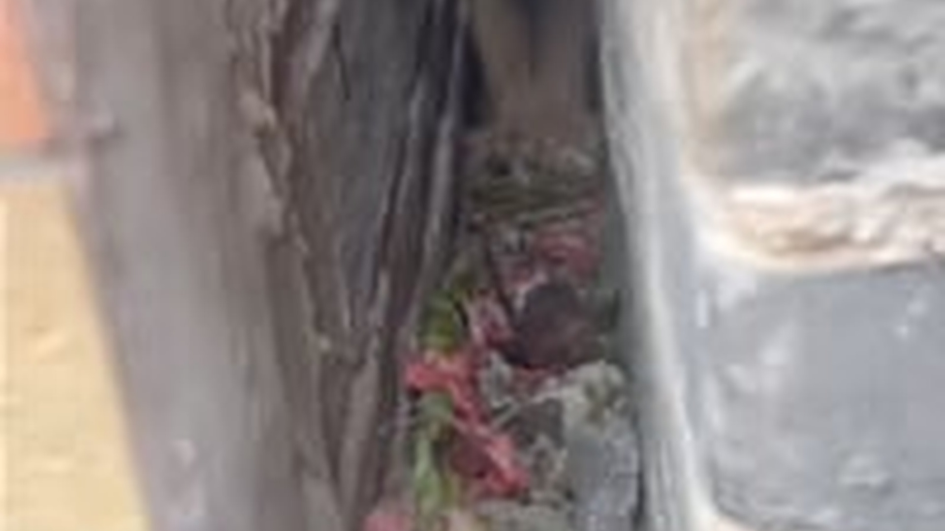D0106021My first rescue of the New Year was saving a dog trapped in a crack in the wall! Wishing everyone a_part2