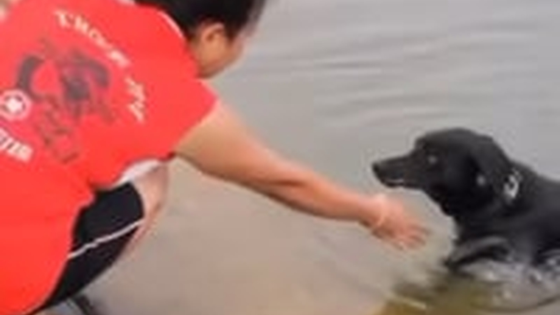 D0106027The puppy fell into the water but struggled and thrashed around in fear until a woman came to its rescue._part2