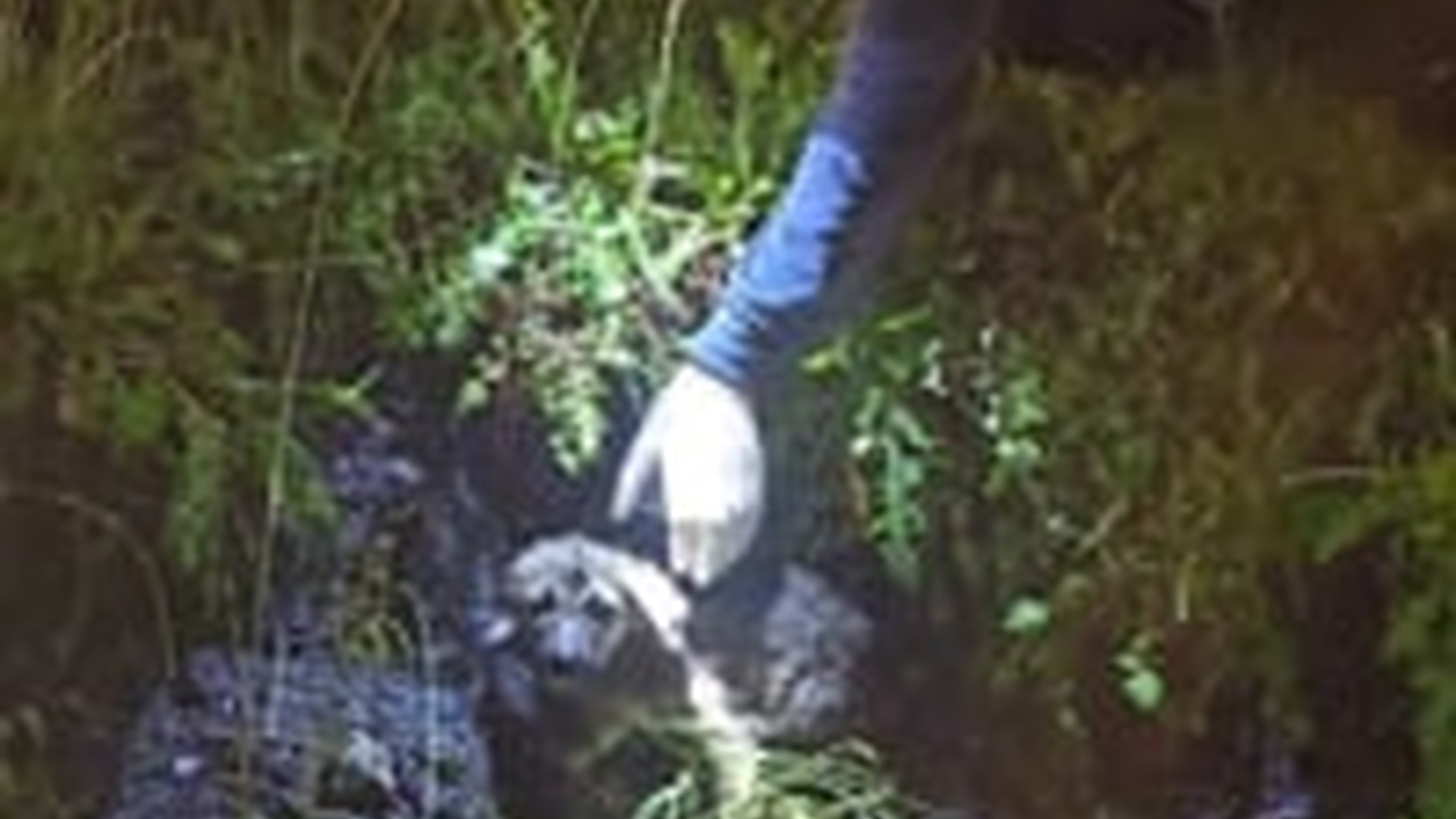 D0106029Zibil qablarının altından çıxıb qaçıb gözdən itən bir balanıda arxın iç_part2