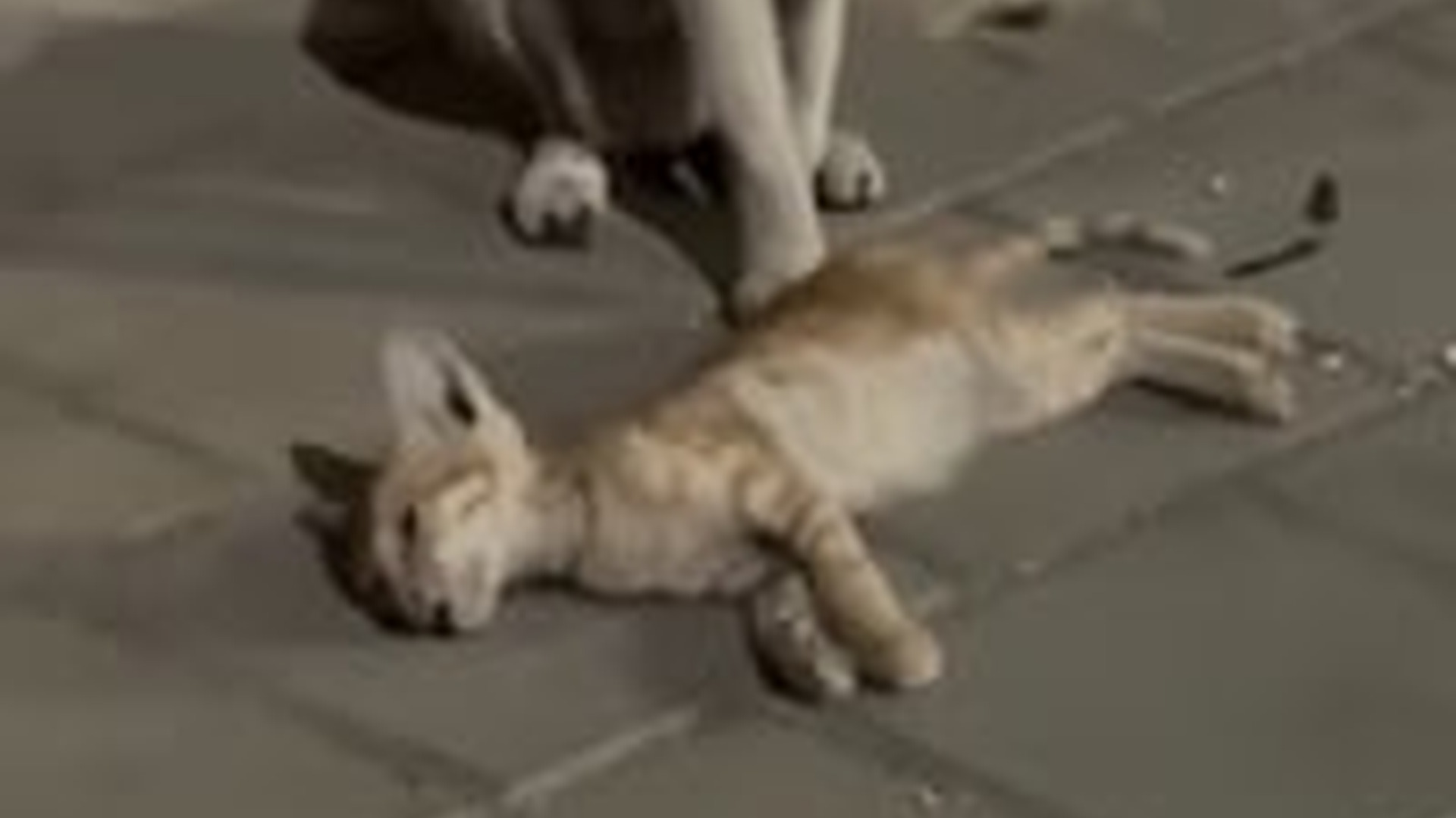 D0906009_263K views 8.4K reactions mother cat was very upset by her only child. #kucingvirals Edel_part2