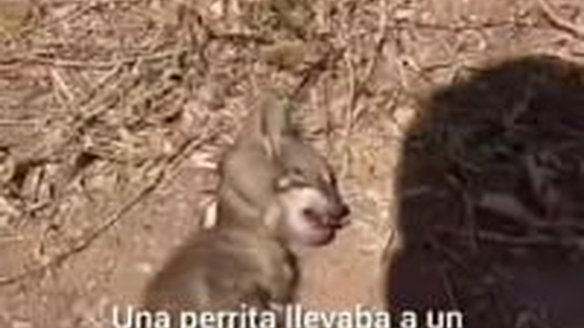 D0906010_Un pequeño rescate que puede cambiar una vida. #RescateAnimal_part2