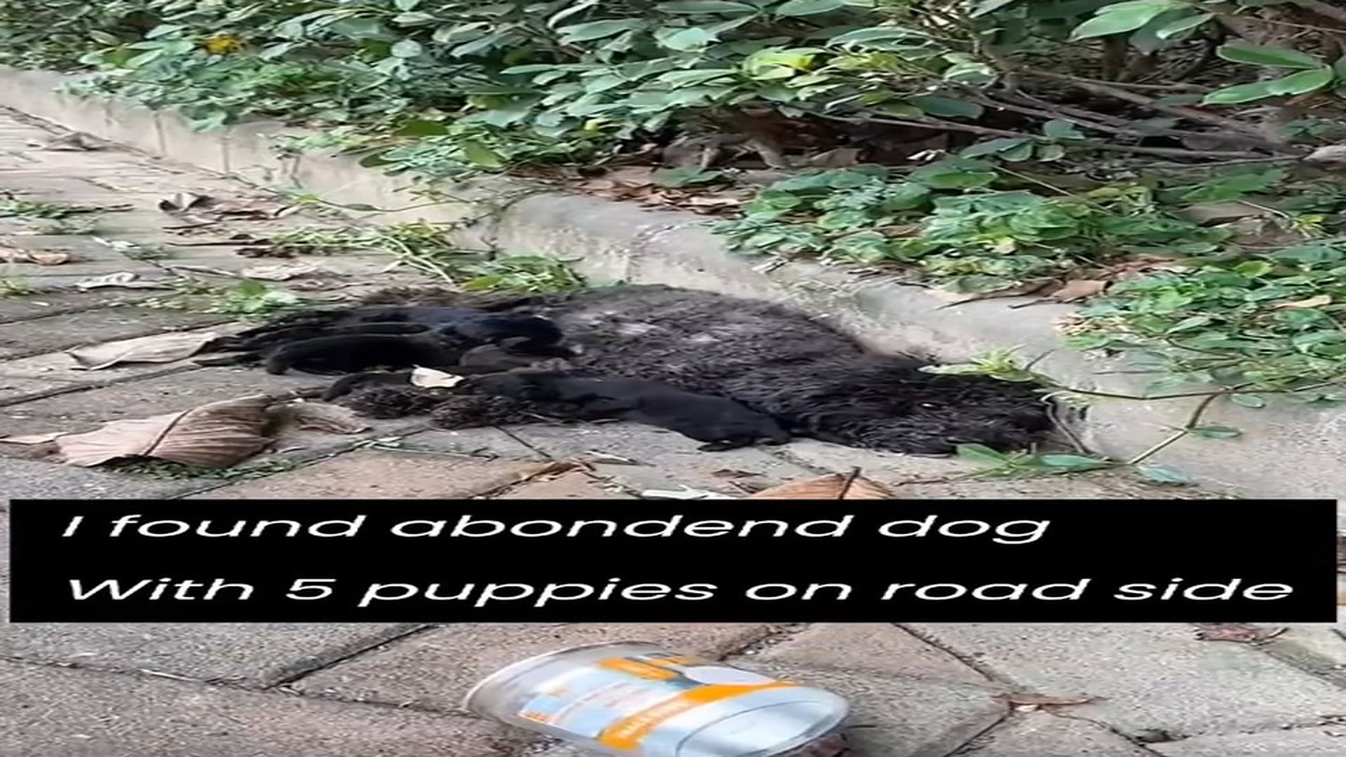D300702found a poor moma with 5 puppies abondend and injuerd..�❤️