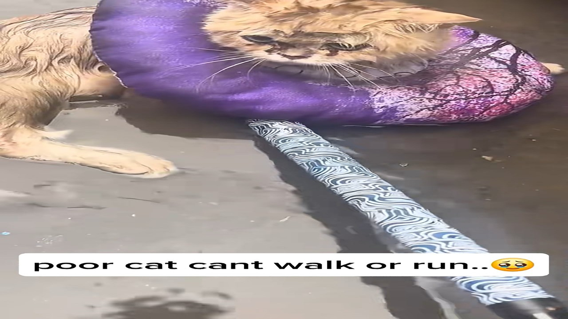 D300703how can somone left this poor cat in rain,even when she was injuerd and can't walk...��