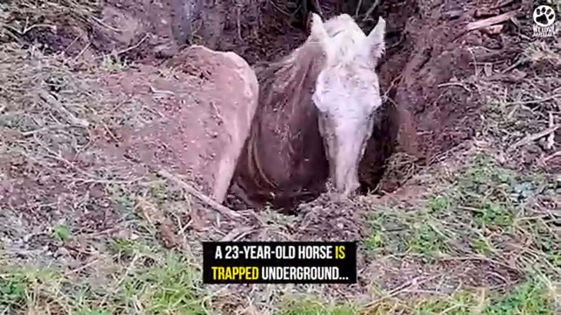 D010809Horse Stuck in Mud Pit Gets Dramatic 14-Ton Excavator Rescue