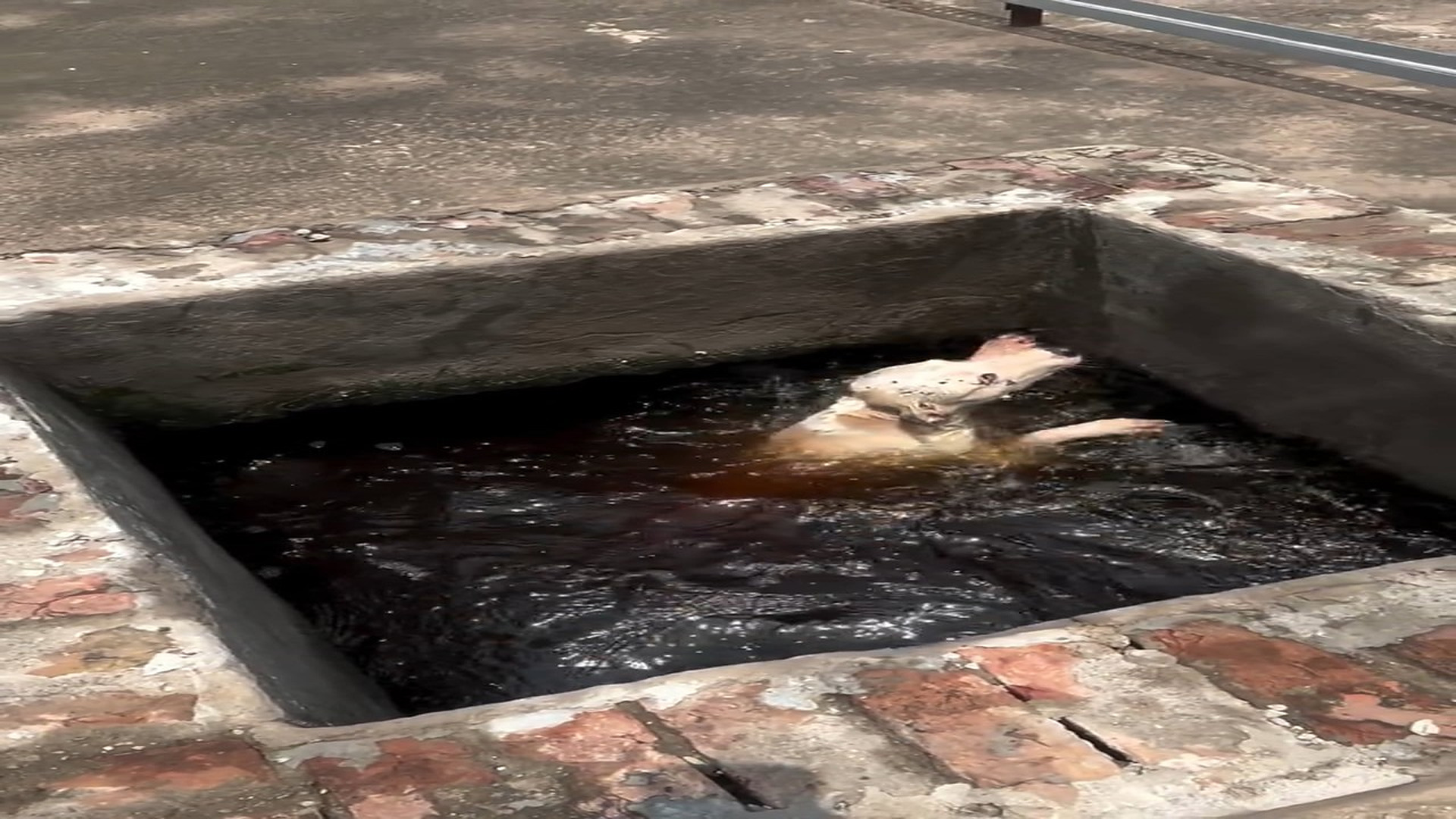 D020801Rescued a dog that was drowning! �❤️