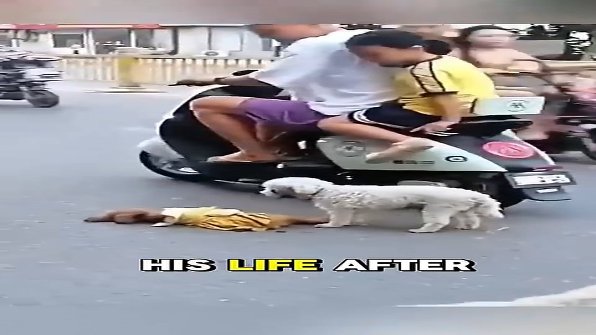 D020803Loyal Puppy Refuses to Leave His Best Friend Behind �❤️ A heartwarming story of true friendship and