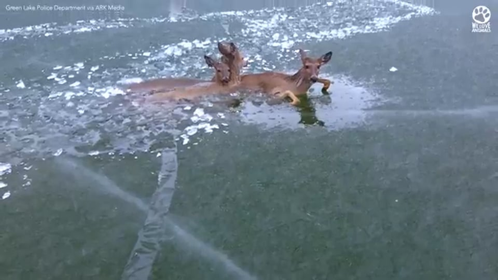 D030805Police Use Unique Method To Rescue Deer Family