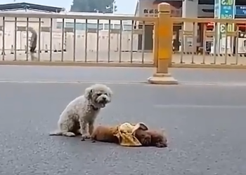 D020803Loyal Puppy Refuses to Leave His Best Friend Behind 🥺❤️ A heartwarming story of true friendship and