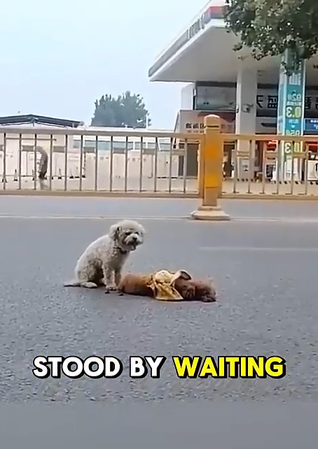 D020803Loyal Puppy Refuses to Leave His Best Friend Behind 🥺❤️ A heartwarming story of true friendship and