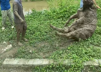 D0408000Successful rescue of the cow