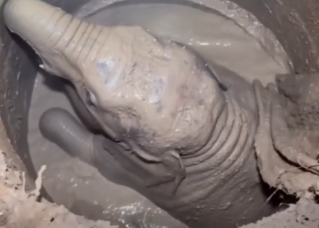 D050803Elephant Mom Crying for Help Leads Rescuers To Her Trapped Baby ｜ The Dodo