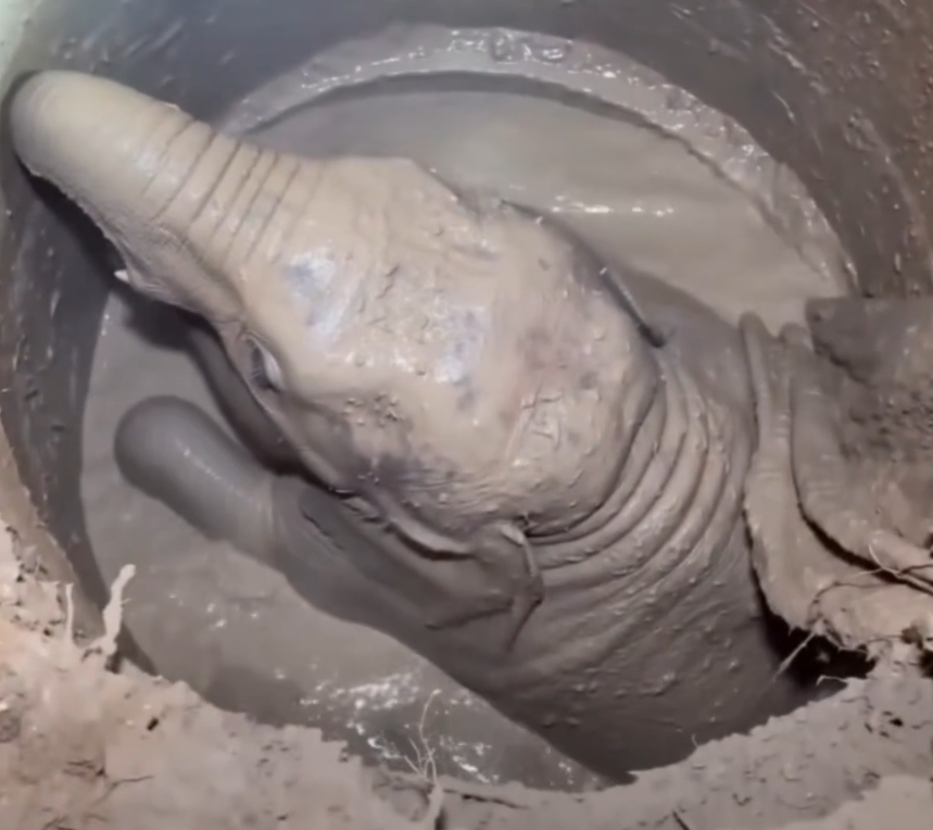 D050803Elephant Mom Crying for Help Leads Rescuers To Her Trapped Baby ｜ The Dodo