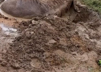 D040801Brave Men Rescue Wildebeest Trapped in Mud 😱