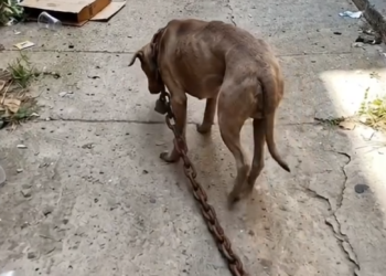 D050807Breaking the chains Saving a helpless dog suffering in pain from a chain clamped tight around its neck! 🥺
