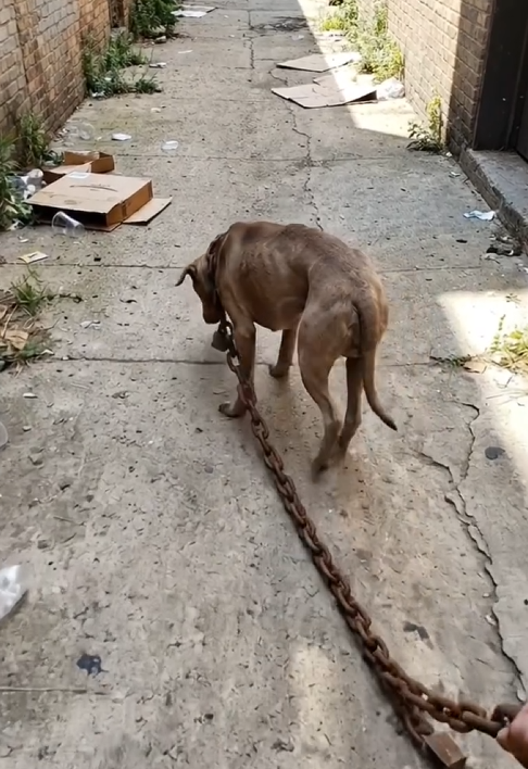 D050807Breaking the chains Saving a helpless dog suffering in pain from a chain clamped tight around its neck! 🥺