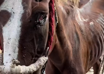 D070802Saving a Horse from an Abusive Owner 🥲🥲 #horse #rescue #help #aninals