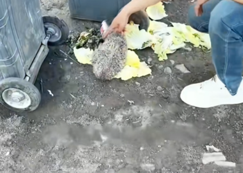 D090802Rescue a poor dog and then #animals #rescue #love #fyp #dog