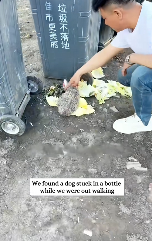 D090802Rescue a poor dog and then #animals #rescue #love #fyp #dog