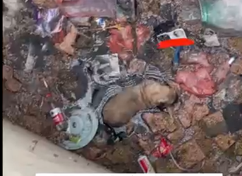 D090807Rescuing a puppy that fell into a deep hole. #dog #rescue #rescuedog