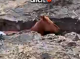 D040802Locals unite to save pregnant horse from a deep ditch 👏🏼🤩